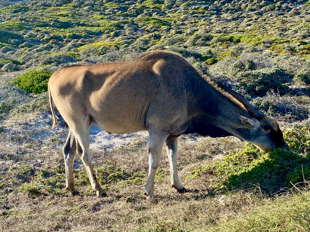 Wild Life - Animal 22